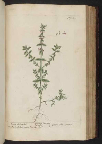 Reproducción/Reproduction 8252800700: A curious herbal. London : Printed for Samuel Harding, 1737-1739.