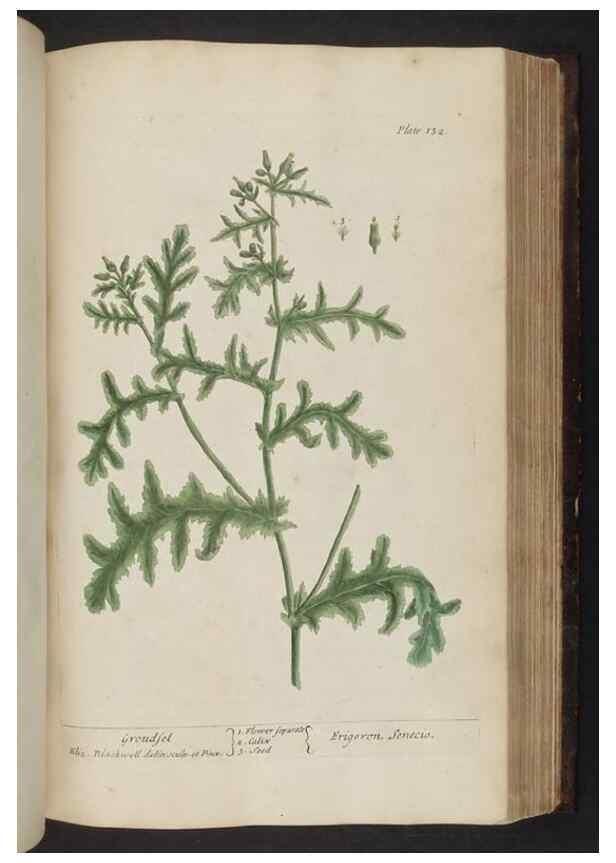 Reproducción/Reproduction 8252800860: A curious herbal. London : Printed for Samuel Harding, 1737-1739.