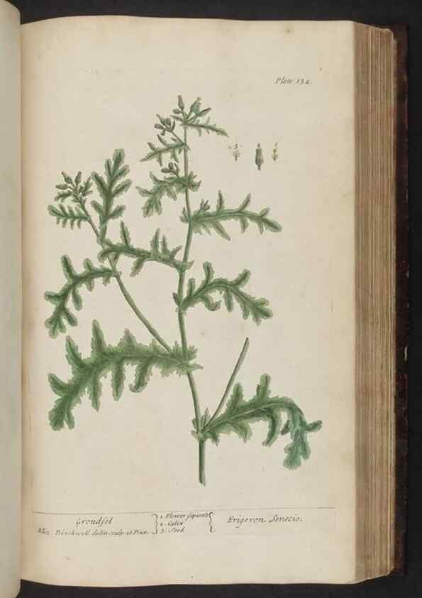 Reproducción/Reproduction 8252800860: A curious herbal. London : Printed for Samuel Harding, 1737-1739.