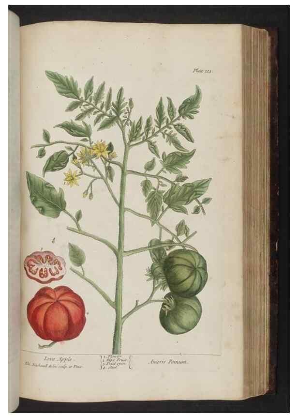 Reproducción/Reproduction 8252801088: A curious herbal. London : Printed for Samuel Harding, 1737-1739.