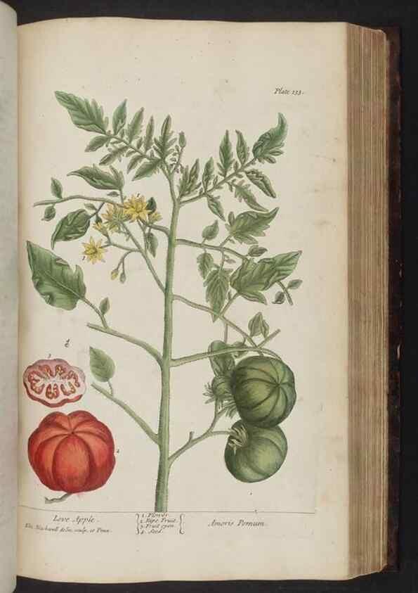 Reproducción/Reproduction 8252801088: A curious herbal. London : Printed for Samuel Harding, 1737-1739.