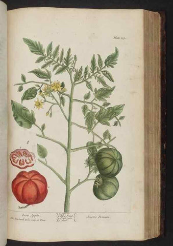 Reproducción/Reproduction 8252801088: A curious herbal. London : Printed for Samuel Harding, 1737-1739.
