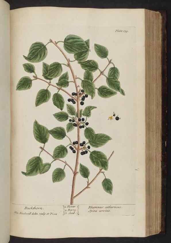 Reproducción/Reproduction 8252801418: A curious herbal. London : Printed for Samuel Harding, 1737-1739.