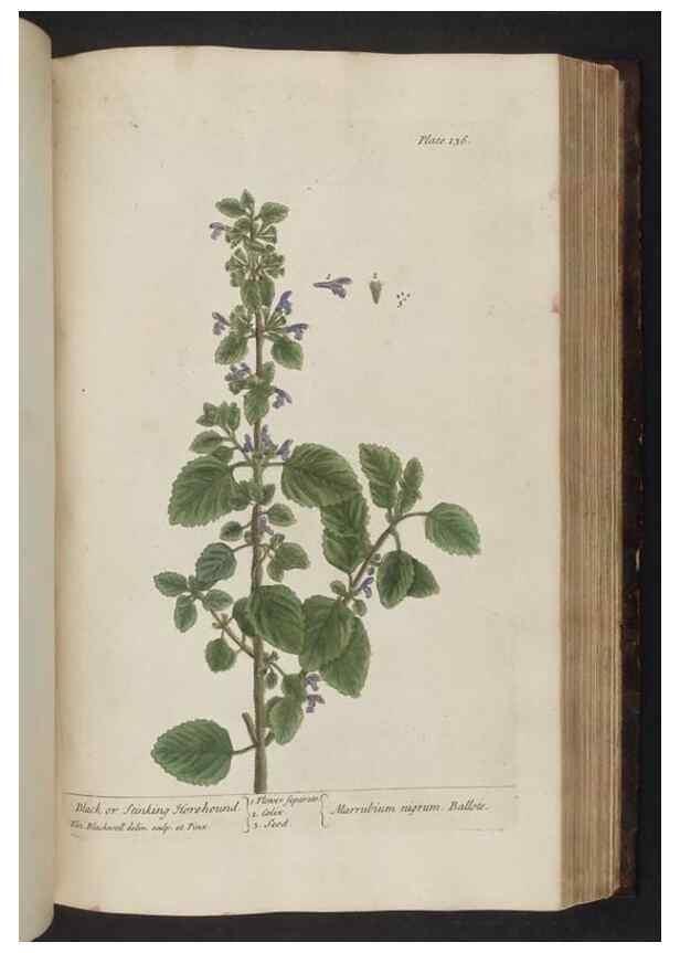 Reproducción/Reproduction 8251730895: A curious herbal. London : Printed for Samuel Harding, 1737-1739.