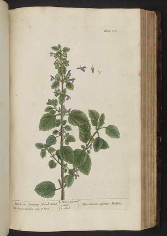 Reproducción/Reproduction 8251730895: A curious herbal. London : Printed for Samuel Harding, 1737-1739.