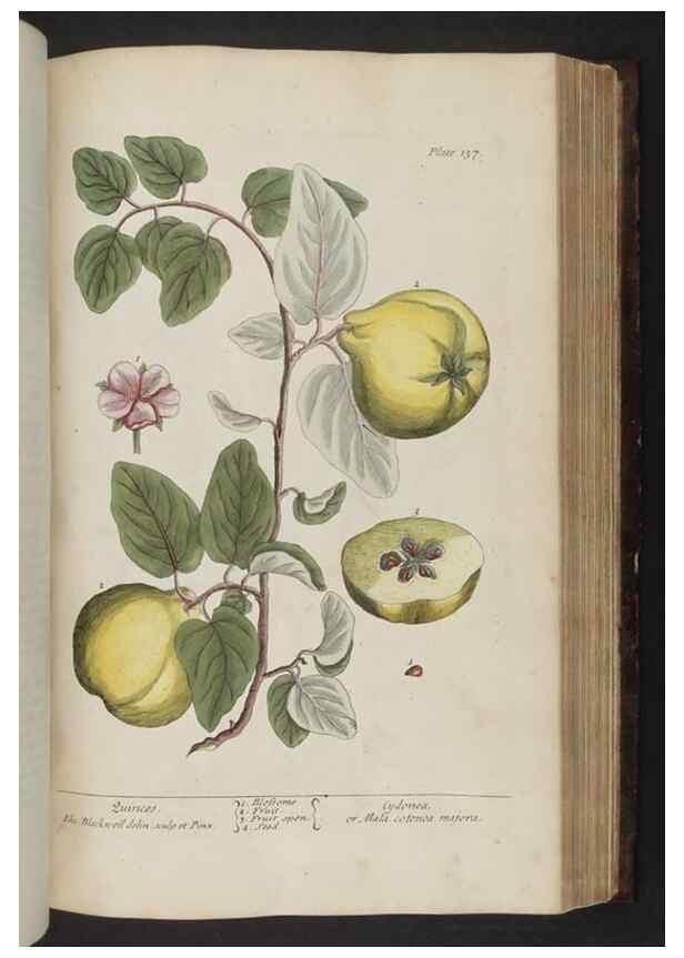 Reproducción/Reproduction 8251731157: A curious herbal. London : Printed for Samuel Harding, 1737-1739.