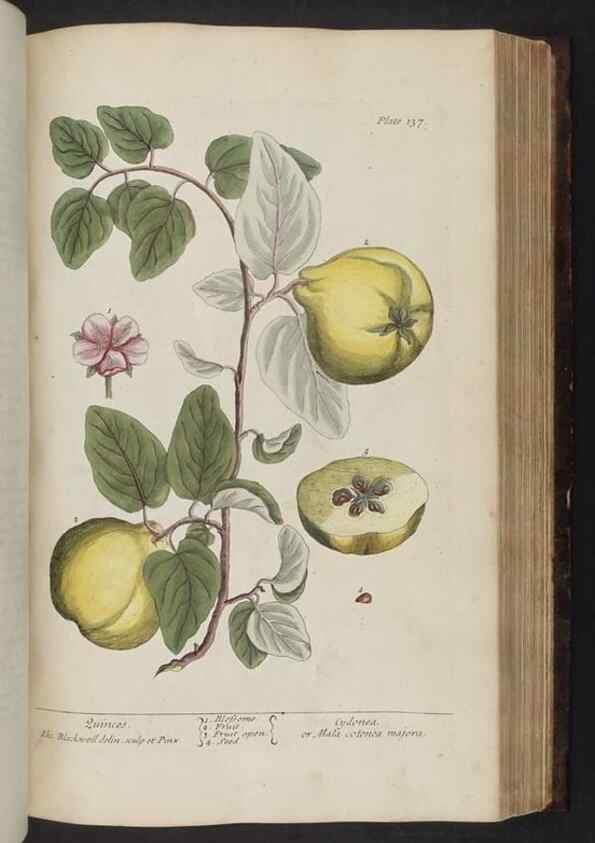 Reproducción/Reproduction 8251731157: A curious herbal. London : Printed for Samuel Harding, 1737-1739.