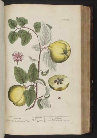 Reproducción/Reproduction 8251731157: A curious herbal. London : Printed for Samuel Harding, 1737-1739.