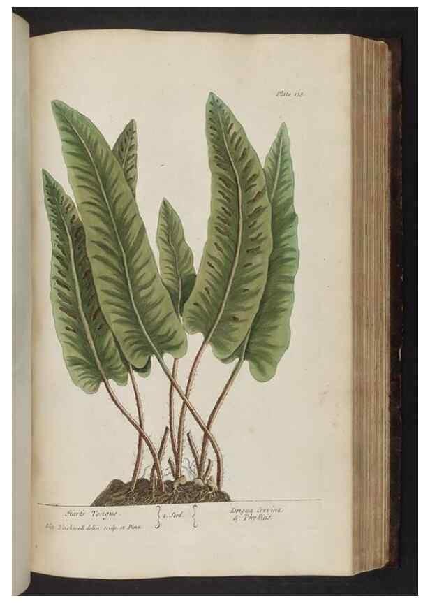 Reproducción/Reproduction 8251731443: A curious herbal. London : Printed for Samuel Harding, 1737-1739.
