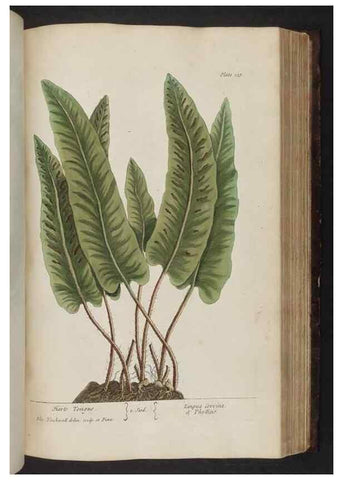 Reproducción/Reproduction 8251731443: A curious herbal. London : Printed for Samuel Harding, 1737-1739.