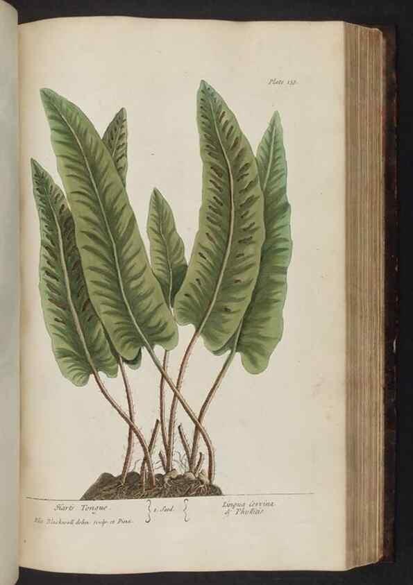 Reproducción/Reproduction 8251731443: A curious herbal. London : Printed for Samuel Harding, 1737-1739.