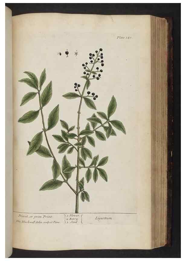 Reproducción/Reproduction 8251731841: A curious herbal. London : Printed for Samuel Harding, 1737-1739.