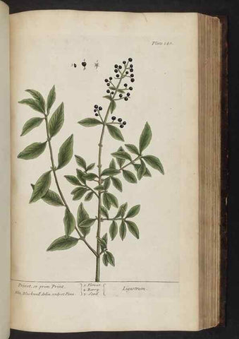 Reproducción/Reproduction 8251731841: A curious herbal. London : Printed for Samuel Harding, 1737-1739.