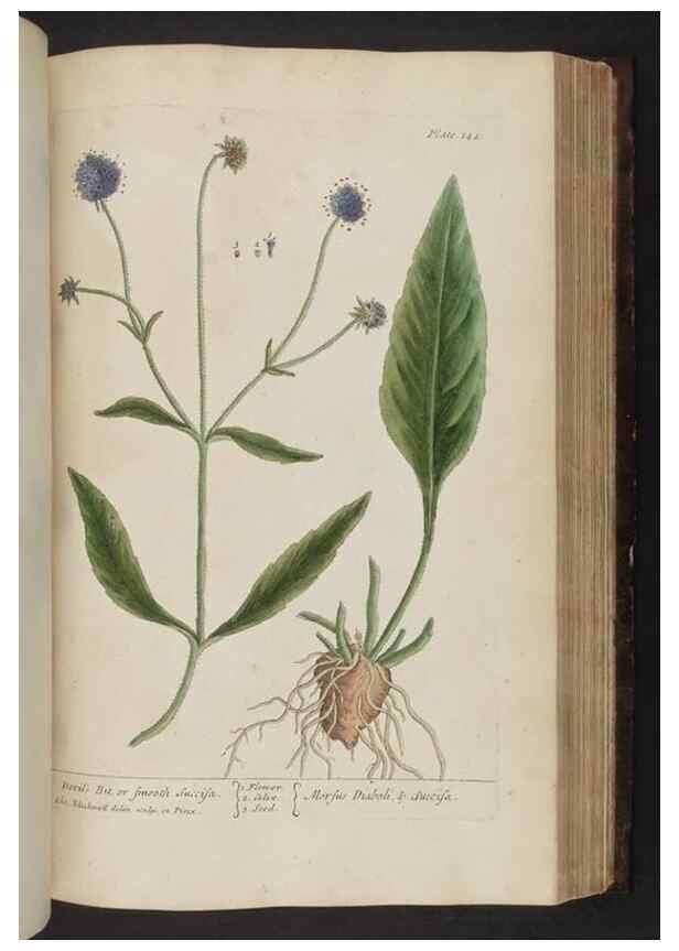 Reproducción/Reproduction 8251732103: A curious herbal. London : Printed for Samuel Harding, 1737-1739.