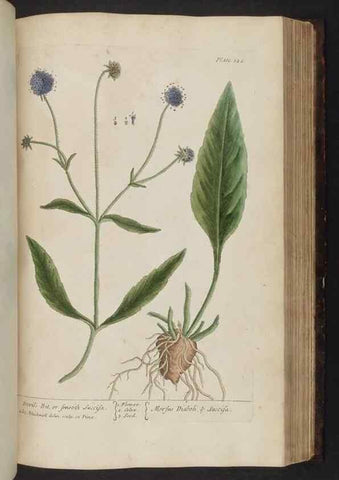 Reproducción/Reproduction 8251732103: A curious herbal. London : Printed for Samuel Harding, 1737-1739.