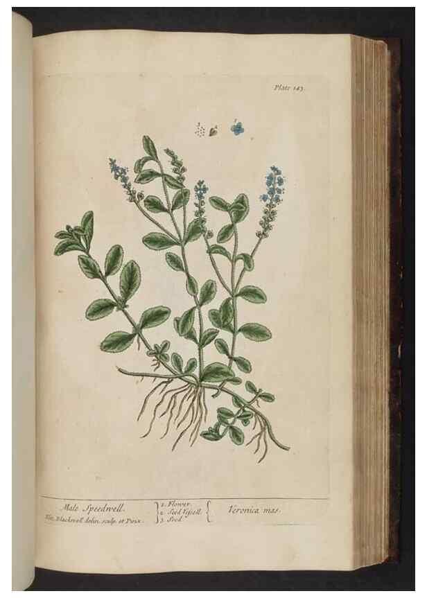 Reproducción/Reproduction 8251732305: A curious herbal. London : Printed for Samuel Harding, 1737-1739.