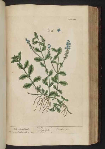 Reproducción/Reproduction 8251732305: A curious herbal. London : Printed for Samuel Harding, 1737-1739.