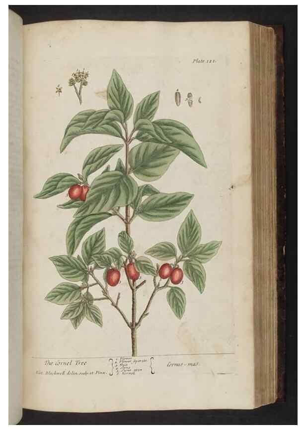 Reproducción/Reproduction 8251727703: A curious herbal. London : Printed for Samuel Harding, 1737-1739.