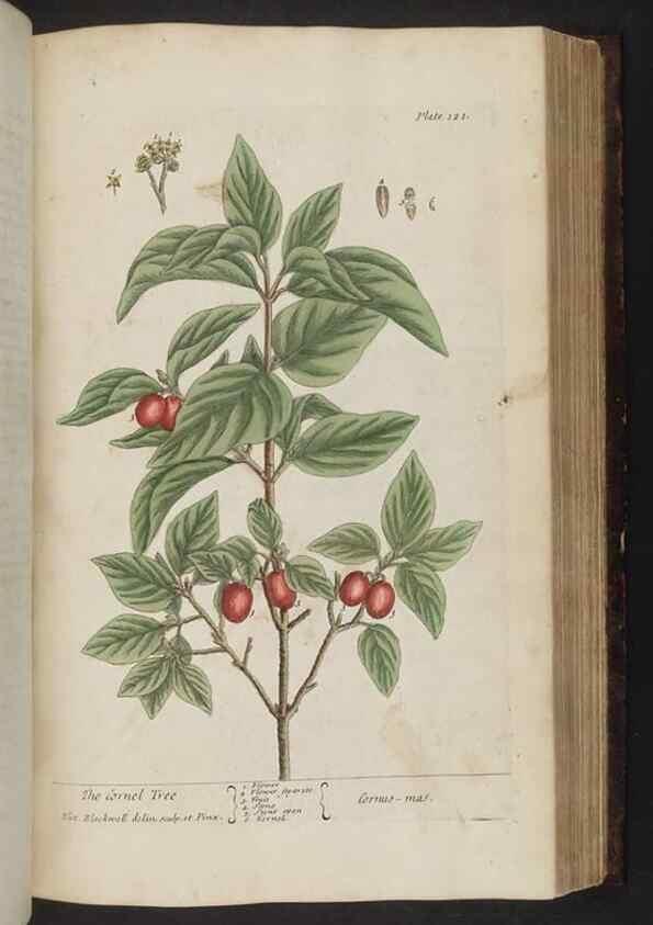 Reproducción/Reproduction 8251727703: A curious herbal. London : Printed for Samuel Harding, 1737-1739.