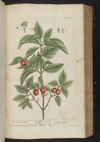 Reproducción/Reproduction 8251727703: A curious herbal. London : Printed for Samuel Harding, 1737-1739.