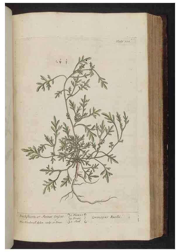 Reproducción/Reproduction 8252798246: A curious herbal. London : Printed for Samuel Harding, 1737-1739.