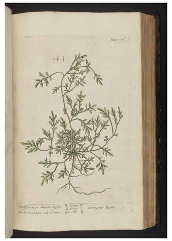 Reproducción/Reproduction 8252798246: A curious herbal. London : Printed for Samuel Harding, 1737-1739.