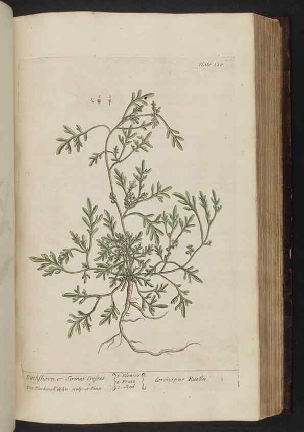 Reproducción/Reproduction 8252798246: A curious herbal. London : Printed for Samuel Harding, 1737-1739.