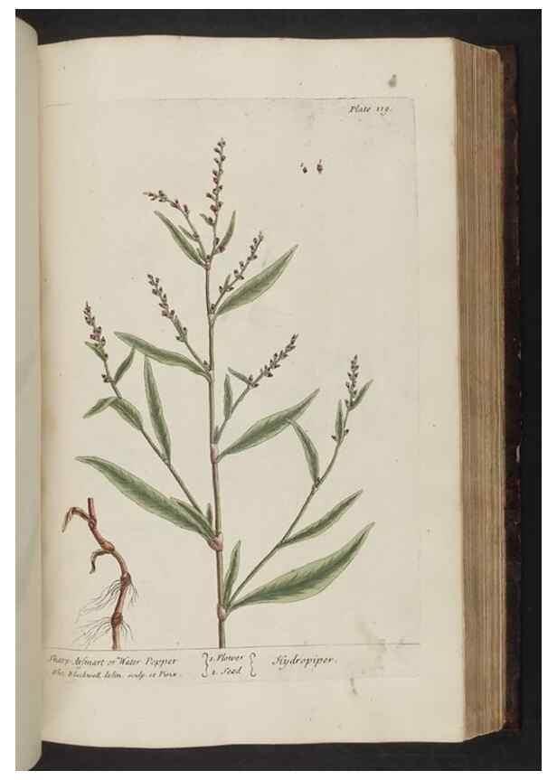 Reproducción/Reproduction 8251727405: A curious herbal. London : Printed for Samuel Harding, 1737-1739.