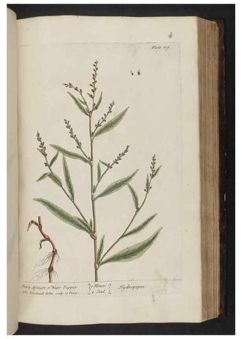 Reproducción/Reproduction 8251727405: A curious herbal. London : Printed for Samuel Harding, 1737-1739.