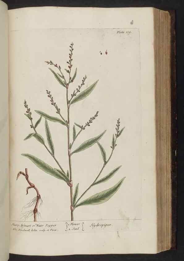 Reproducción/Reproduction 8251727405: A curious herbal. London : Printed for Samuel Harding, 1737-1739.