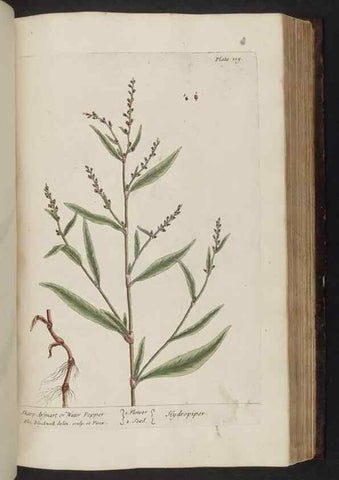 Reproducción/Reproduction 8251727405: A curious herbal. London : Printed for Samuel Harding, 1737-1739.