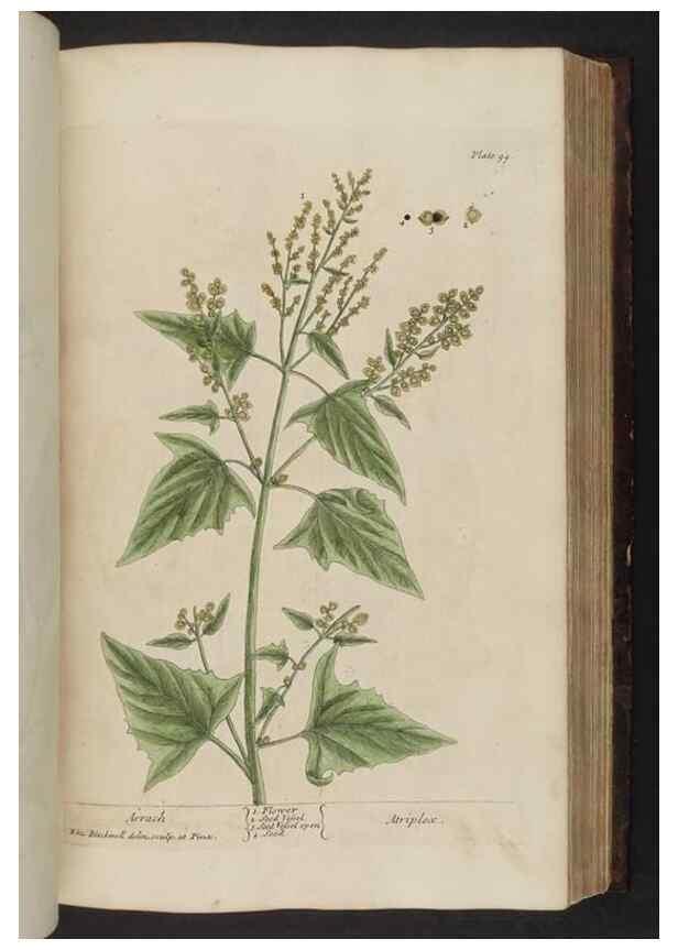 Reproducción/Reproduction 8251722799: A curious herbal. London : Printed for Samuel Harding, 1737-1739.