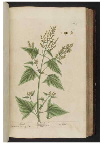 Reproducción/Reproduction 8251722799: A curious herbal. London : Printed for Samuel Harding, 1737-1739.