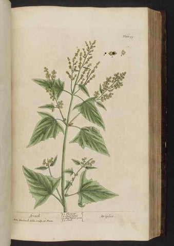 Reproducción/Reproduction 8251722799: A curious herbal. London : Printed for Samuel Harding, 1737-1739.