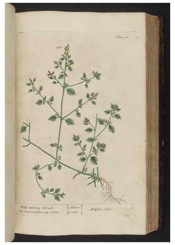 Reproducción/Reproduction 8252793870: A curious herbal. London : Printed for Samuel Harding, 1737-1739.