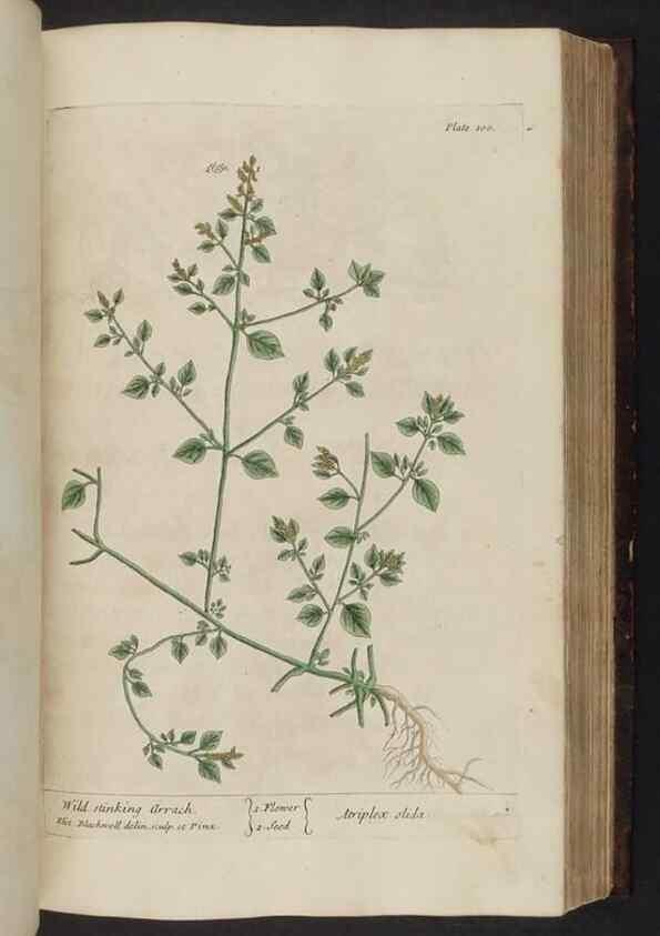 Reproducción/Reproduction 8252793870: A curious herbal. London : Printed for Samuel Harding, 1737-1739.