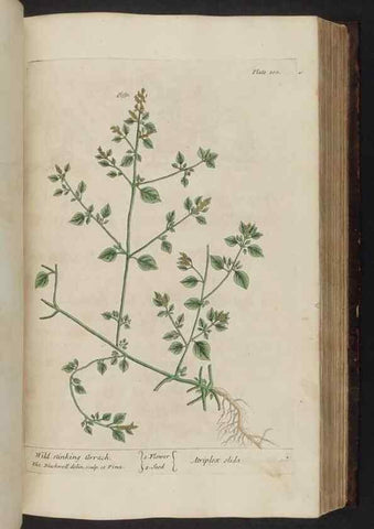 Reproducción/Reproduction 8252793870: A curious herbal. London : Printed for Samuel Harding, 1737-1739.