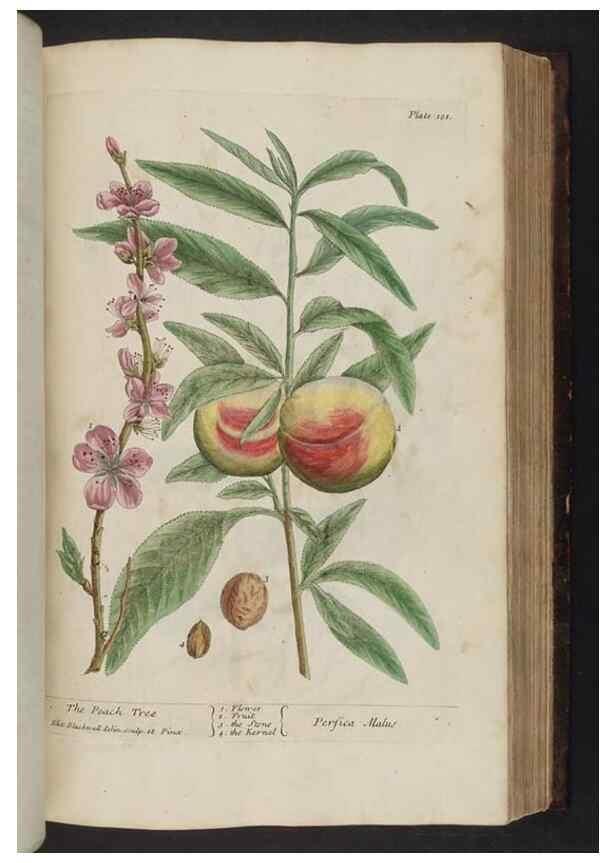 Reproducción/Reproduction 8251723215: A curious herbal. London : Printed for Samuel Harding, 1737-1739.