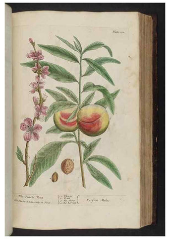 Reproducción/Reproduction 8251723215: A curious herbal. London : Printed for Samuel Harding, 1737-1739.