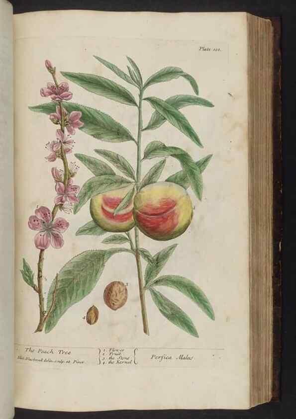 Reproducción/Reproduction 8251723215: A curious herbal. London : Printed for Samuel Harding, 1737-1739.