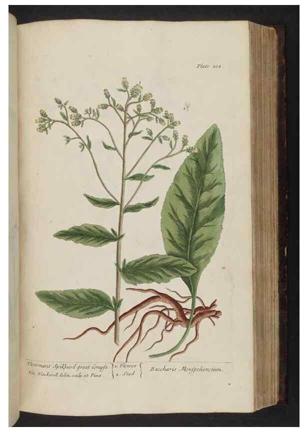 Reproducción/Reproduction 8251723377: A curious herbal. London : Printed for Samuel Harding, 1737-1739.