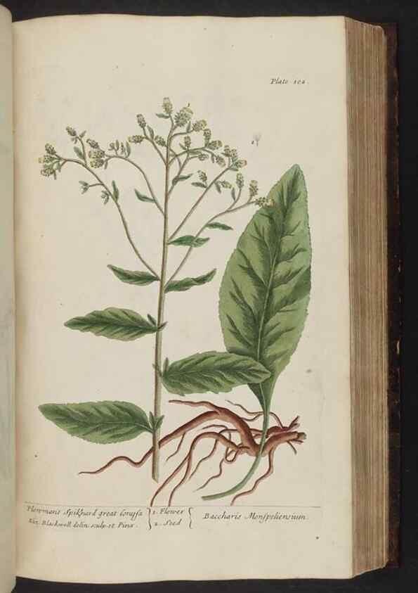 Reproducción/Reproduction 8251723377: A curious herbal. London : Printed for Samuel Harding, 1737-1739.