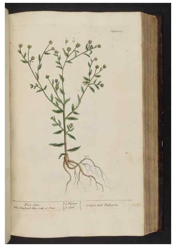 Reproducción/Reproduction 8252794464: A curious herbal. London : Printed for Samuel Harding, 1737-1739.