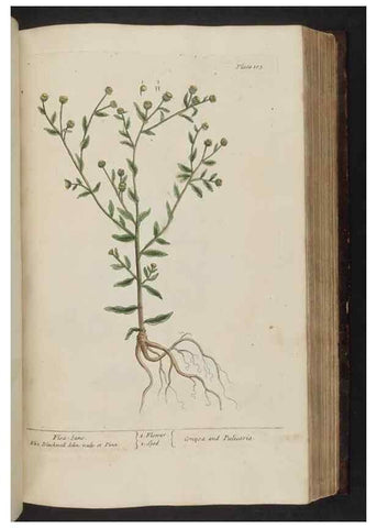 Reproducción/Reproduction 8252794464: A curious herbal. London : Printed for Samuel Harding, 1737-1739.