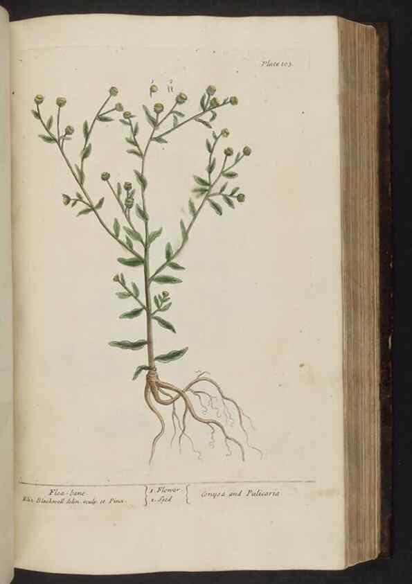 Reproducción/Reproduction 8252794464: A curious herbal. London : Printed for Samuel Harding, 1737-1739.