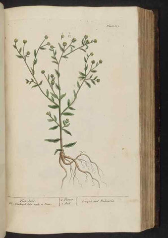 Reproducción/Reproduction 8252794464: A curious herbal. London : Printed for Samuel Harding, 1737-1739.