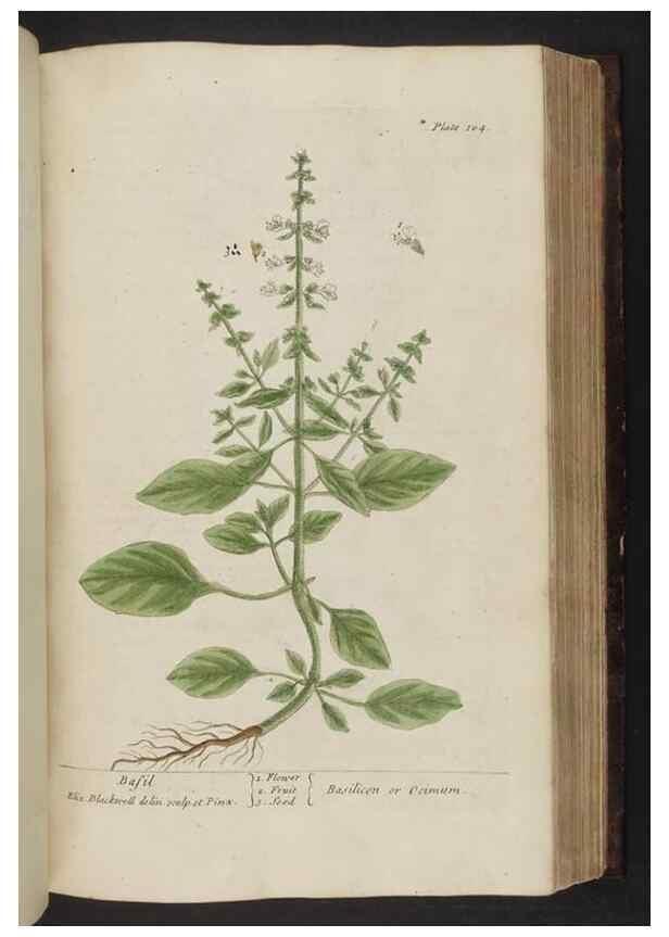 Reproducción/Reproduction 8252794620: A curious herbal. London : Printed for Samuel Harding, 1737-1739.
