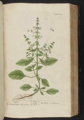 Reproducción/Reproduction 8252794620: A curious herbal. London : Printed for Samuel Harding, 1737-1739.