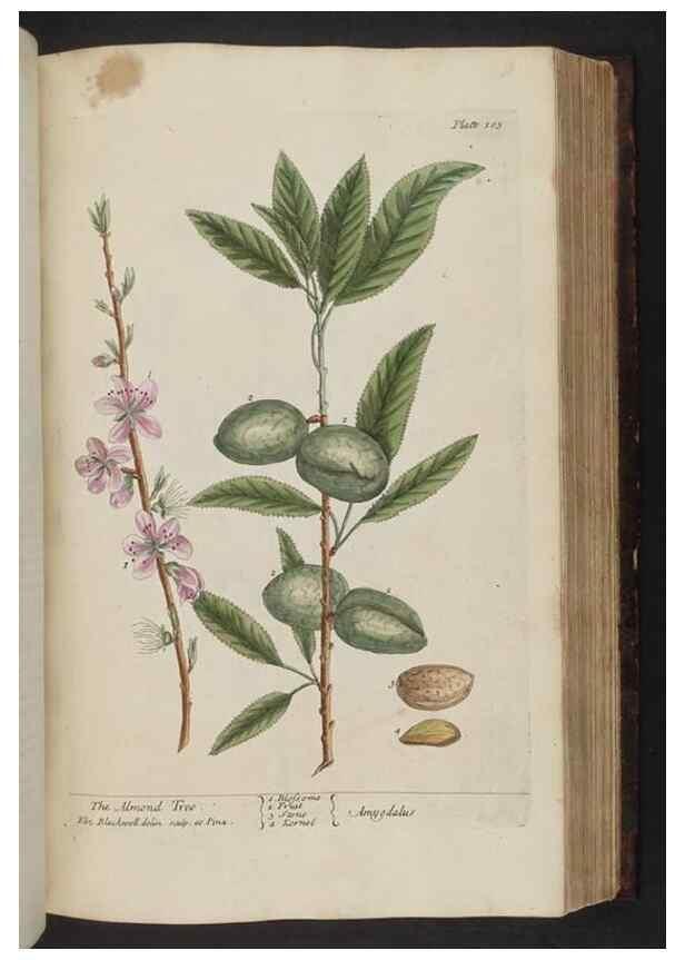Reproducción/Reproduction 8251724211: A curious herbal. London : Printed for Samuel Harding, 1737-1739.