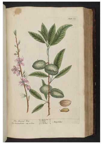 Reproducción/Reproduction 8251724211: A curious herbal. London : Printed for Samuel Harding, 1737-1739.